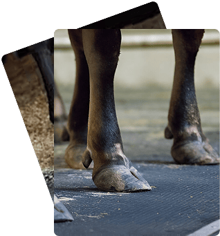 horse stable flooring Dubai
